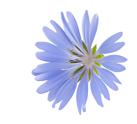 a chicory flower