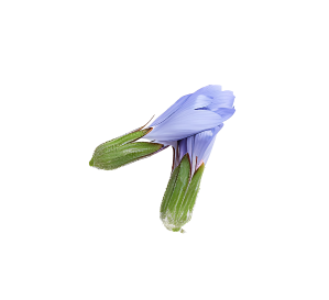 a chicory flower